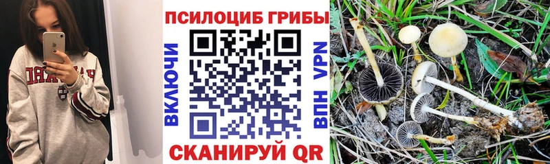 Купить закладки  Сальск  Псилоцибиновые грибы Magic Shrooms 